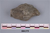 藏品(粗鳥尾蛤)的圖片